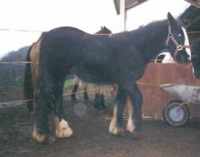 Die Homepage über unsere Tinker